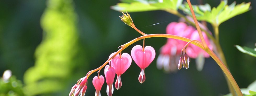 Heart-shaped leaves
