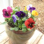Spring planter